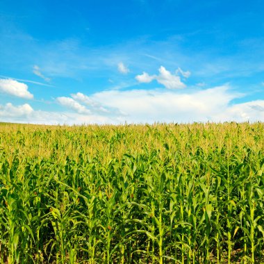 Yeşil mısır tarlası ve güzel mavi gökyüzü. Tarım arazisi.