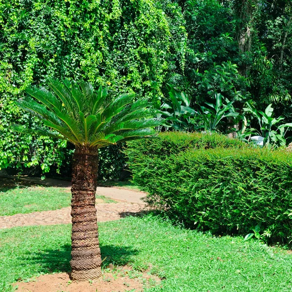 Egy Gyönyörű Trópusi Park Tenyérrel Sövénnyel Más Növényekkel Koncepció Utazás — Stock Fotó