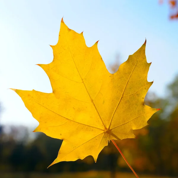 Autunno Foglie Acero Uno Sfondo Cielo Blu — Foto Stock