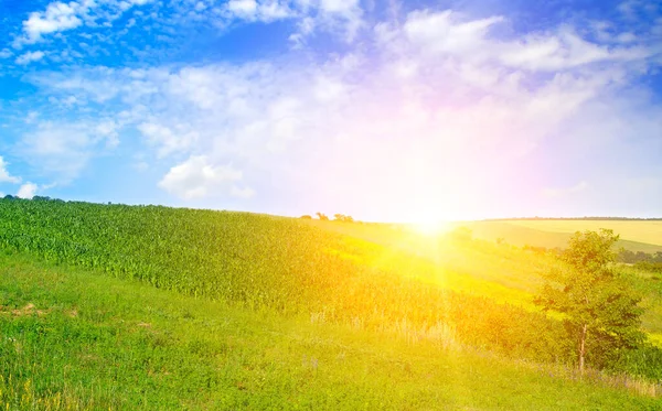 Champ Vert Soleil Ciel Bleu Paysage Agricole — Photo