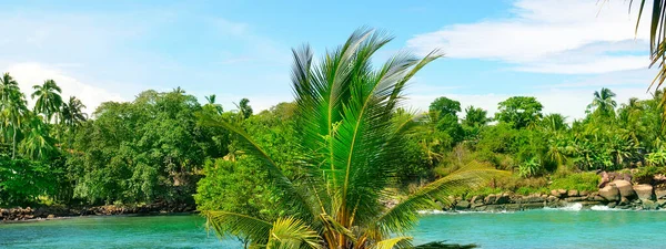 Picturesque tropical landscape. Lake, coconut palms and mangroves. The concept is travel. Wide photo