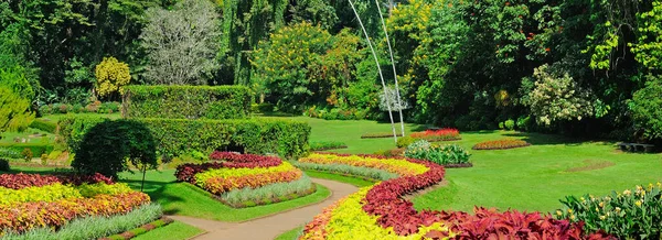 Літній Зелений Сад Видом Квіти Вид Тропічний Парк Широкі Фотографії — стокове фото