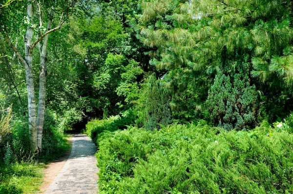 绿树成荫的公园 有树篱 柏树和杜鹃 — 图库照片