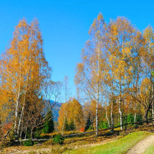 Autumn Landscape Scenic Forest Lots Warm Sunshine — Stock Photo, Image