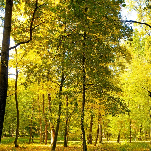 Великолепный Осенний Пейзаж Живописного Леса Множеством Теплых Солнечных Лучей — стоковое фото