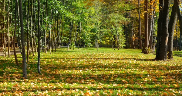Nádherná Podzimní Krajina Malebného Lesa Spoustou Teplého Slunečního Svitu — Stock fotografie