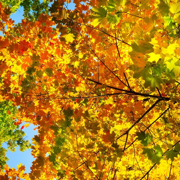 Autumn Orange Maple Leaves Blurred Sky — Stock Photo, Image