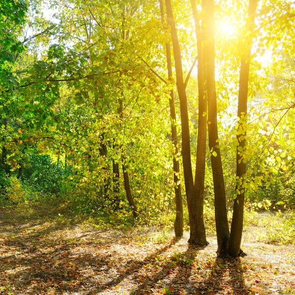 Hermoso Paisaje Otoñal Bosque Pintoresco Con Mucho Sol Cálido — Foto de Stock