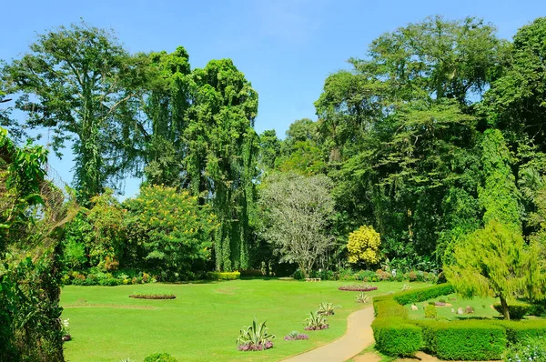 Giardino Tropicale Con Molti Fiori Alberi Esotici Bella Giornata Sole — Foto Stock