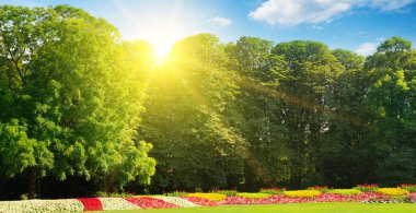 Parlak çiçekli ve yeşil çimenli bir yaz parkı. Parlak güneşli bir gün. Geniş resim.