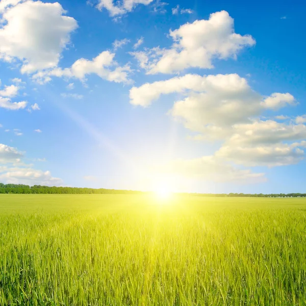 曇り空の背景を持つ夏の若いライ麦や小麦でフィールド上の日没や日の出のシーン — ストック写真
