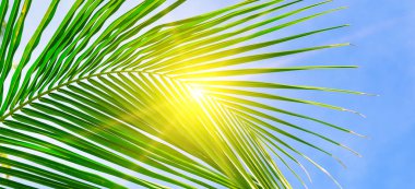 Güneş ve yeşil palmiye yaprakları. Çok güzel bir tropik arka plan. Geniş resim.