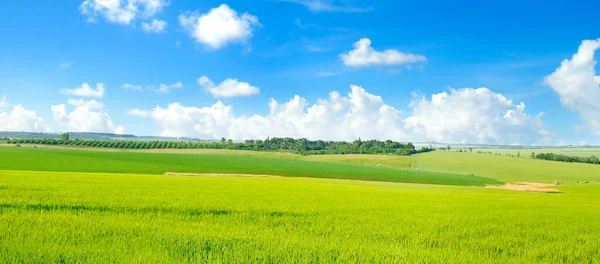 Yeşil Buğday Tarlası Mavi Bulutlu Gökyüzü Geniş Resim — Stok fotoğraf
