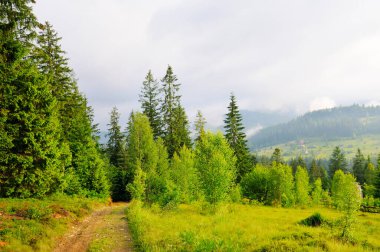 Yazın Karpat Ormanı. Karpat Dağları, Ukrayna