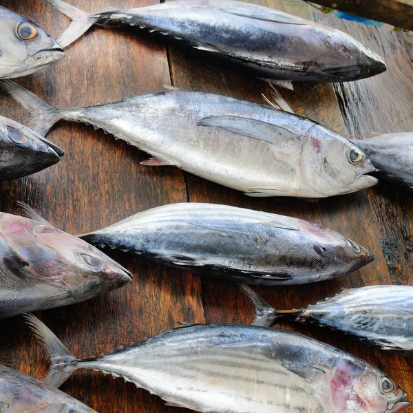 鱼市场上的金枪鱼 斯里兰卡 — 图库照片