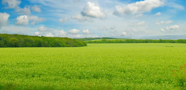 Campo Verde Cielo Azul Con Nubes Claras Paisaje Agrícola Foto — Foto de Stock