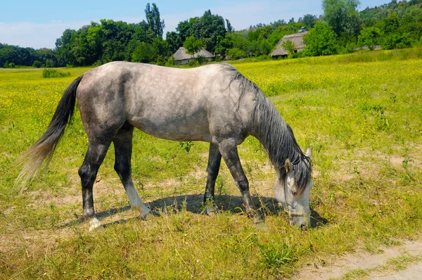 Gray Horse Eats Grass Meadow Rural Landscape — Stock Photo, Image