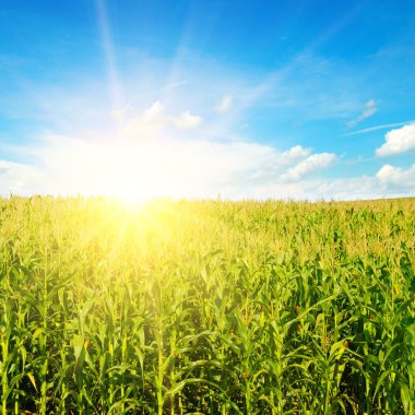 Renkli gökyüzünün altında güneşli yeşil mısır tarlası. Tarım arazisi.