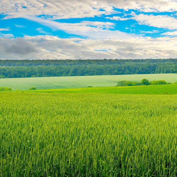 Grünes Weizenfeld Und Blauer Bewölkter Himmel — Stockfoto