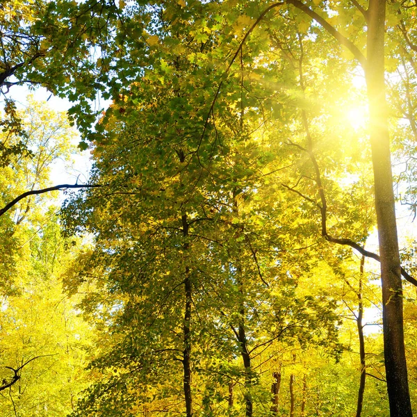 Wunderschöne Landschaft Eines Malerischen Waldes Mit Viel Warmem Sonnenschein — Stockfoto