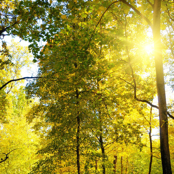 Gorgeous landscape of a scenic forest with lots of warm sunshine