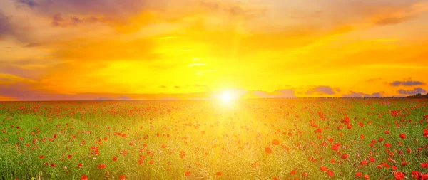 Wunderschönes Feld Mit Roten Mohnblumen Und Sonnenuntergang Großes Foto — Stockfoto