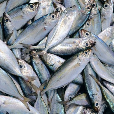 Sri Lanka 'daki balık pazarında uskumru..