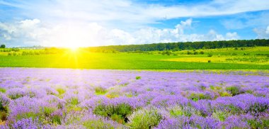 Çiçekli bir lavanta tarlası ve parlak bir gündoğumu. Moldova Cumhuriyeti 'nin tarım tarlaları. Geniş resim.