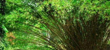 Bahçedeki şeker kamışı bitkisi. Tropik park manzarası. Geniş resim.