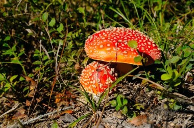 Agaric 'i ormanda çimlerde uçur. Fly amanita (Amanita muscaria) mantarları doğaya yakın çekim yapar.