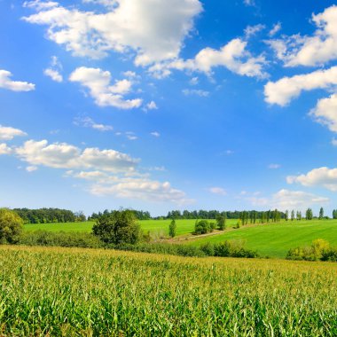 Güneşli ve mavi gökyüzünde mısır tarlası. tarım arazisi.
