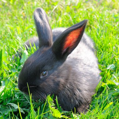 Yaz günü yeşil çimlerin üzerinde küçük bir tavşan