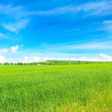 Yeşil buğday tarlası ve mavi bulutlu gökyüzü. Tarım arazisi.