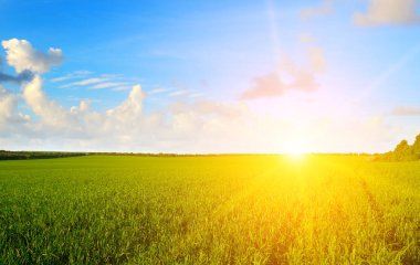 Tarım tarlalarında gün batımı ya da gün doğumu genç yeşil çavdar kulaklı.