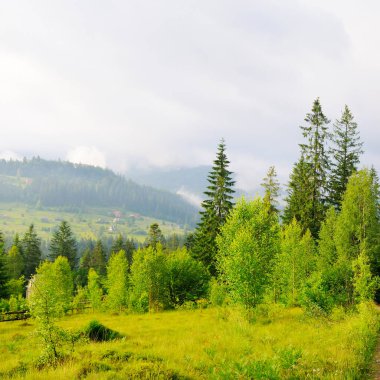 Güzel yaz dağ manzarası. Geniş çayırlar ve ormanlar.