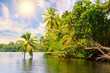 A picturesque lake with mangrove forests and lush palm trees on the shore. Sri Lanka nature and travel destinations