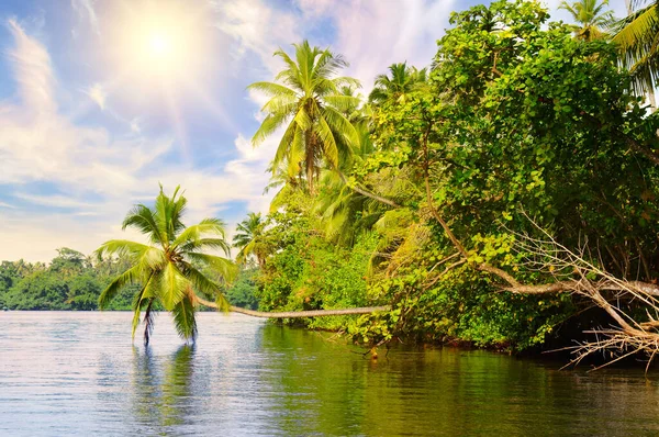 A picturesque lake with mangrove forests and lush palm trees on the shore. Sri Lanka nature and travel destinations