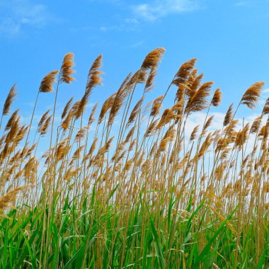 Reed kanalizasyon ve gökyüzünün gölünde.