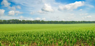 Güneşli ve mavi gökyüzünde mısır tarlası. Geniş resim.