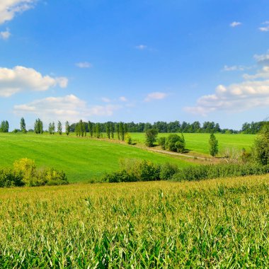 Güneşli ve mavi gökyüzünde mısır tarlası, tarım arazisi.