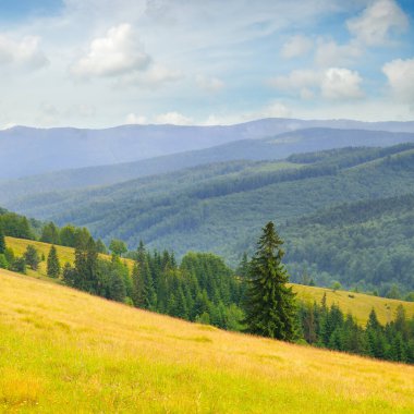 Güzel yaz dağ manzarası. Geniş çayırlar ve ormanlar