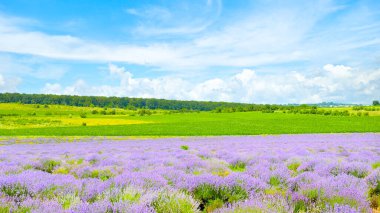 Mavi gökyüzü arka planına karşı lavanta çiçeği tarlası. Geniş resim.