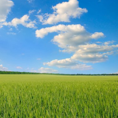 Yeşil buğday tarlası ve mavi bulutlu gökyüzü.