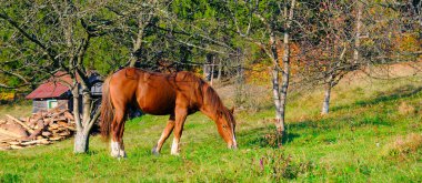 Yeşil çayırda uzun yeleli kırmızı at. Kırsal alan. Geniş resim.