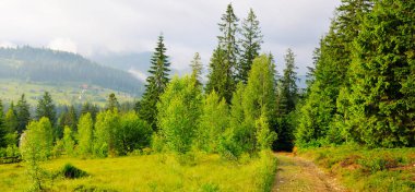 Güzel dağ manzarası. Dağlarda yaz günü. Ukraynalı Karpatlar. Geniş resim.