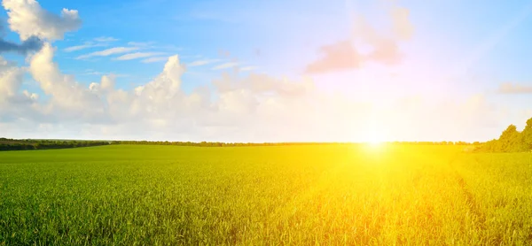 Зелене Пшеничне Поле Красивий Схід Сонця Широкі Фотографії — стокове фото