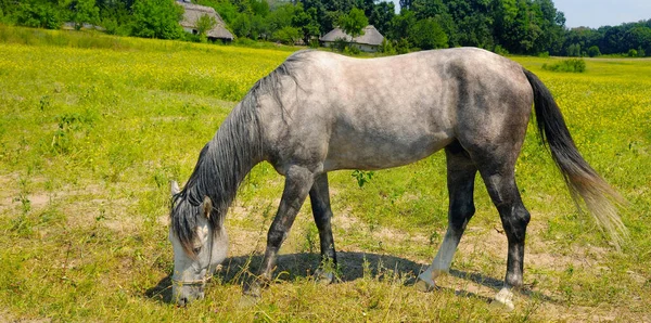 Gray Horse Long Mane Green Meadow Rural Landscape Wide Photo — Stock Photo, Image