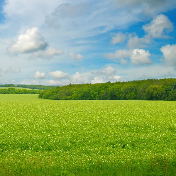 Zelené Pole Modré Nebe Světlými Mraky Zemědělské Pozadí — Stock fotografie