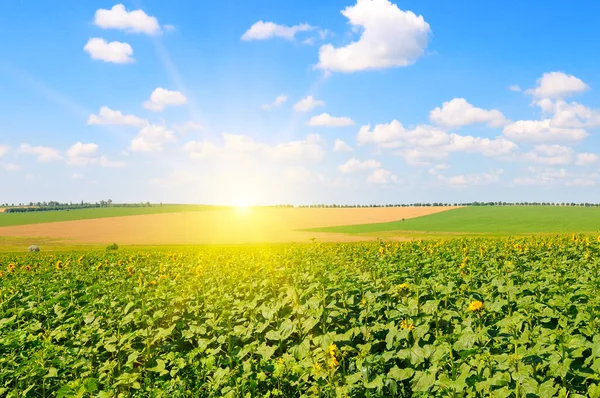 Sonnenblume Auf Dem Feld Und Sonnenaufgang Blauen Himmel — Stockfoto