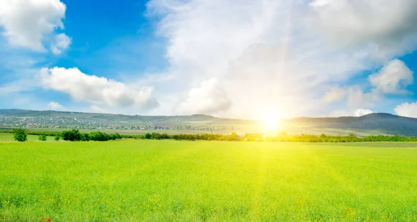 Rapsblütenfeld Der Frühlingssonne Ariel Ansicht Großes Foto — Stockfoto